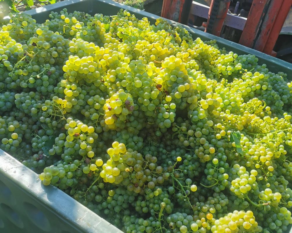 Traubengut Weinberg